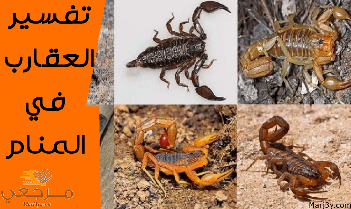 العقارب في المنام