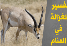 الغزالة في المنام