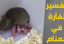 الفأرة في المنام