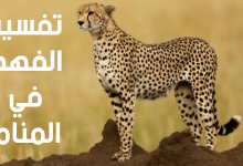 الفهد في المنام