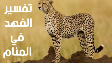 الفهد في المنام