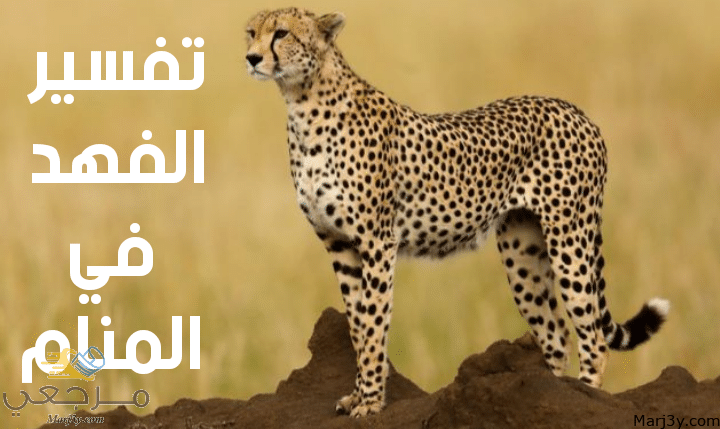 الفهد في المنام