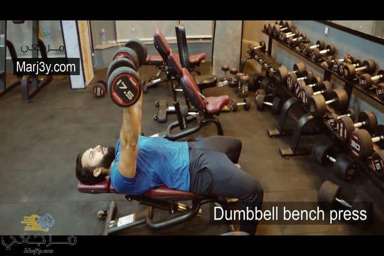 تمارين الصدر بالدامبل المستوى Chest Exercises Dumbbell Bench Press مرجعي Marj3y 6248