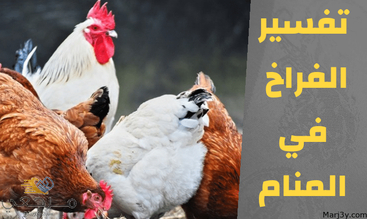 الفراخ في المنام