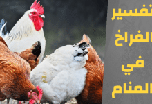 الفراخ في المنام