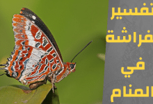 الفراشة في المنام