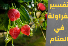 الفراولة في المنام