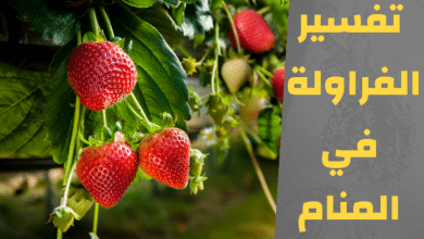 الفراولة في المنام