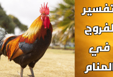 الفروج في المنام