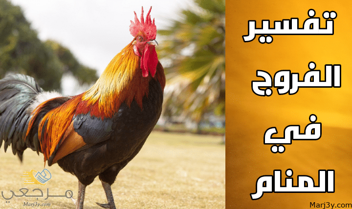 الفروج في المنام