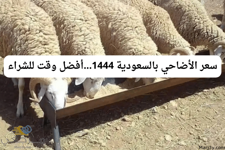 سعر الأضاحي بالسعودية 1444...أفضل وقت للشراء