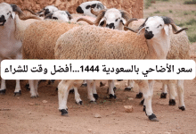 سعر الأضاحي بالسعودية 1444...أفضل وقت للشراء