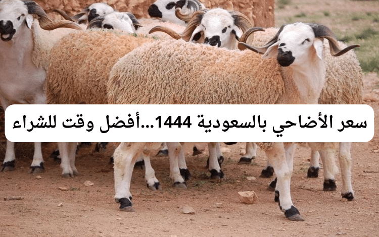 سعر الأضاحي بالسعودية 1444...أفضل وقت للشراء